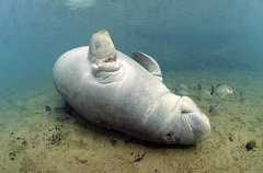 West Indian Manatee (Trichechus manatus) West Indian Manatee (Trichechus manatus)