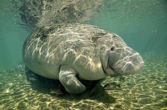 West Indian Manatee (Trichechus manatus)