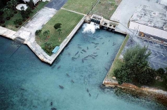 West Indian Manatees (Trichechus manatus) West Indian Manatees (Trichechus manatus)