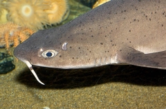 Mandarin Dogfish (Cirrhigaleus barbifer) Mandarin Dogfish (Cirrhigaleus barbifer)