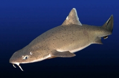 Mandarin Dogfish (Cirrhigaleus barbifer) Mandarin Dogfish (Cirrhigaleus barbifer)