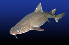 Mandarin Dogfish (Cirrhigaleus barbifer) Mandarin Dogfish (Cirrhigaleus barbifer)