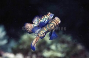 Mandarinfish (Synchiropus splendidus) Mandarinfish (Synchiropus splendidus)