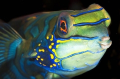 Mandarinfish (Synchiropus splendidus) Mandarinfish (Synchiropus splendidus)