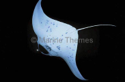 Manta Ray (Manta birostris) Manta Ray (Manta birostris)
