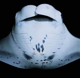 Manta Ray (Manta birostris)