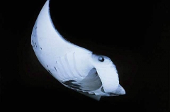 Manta Ray (Manta birostris) Manta Ray (Manta birostris)