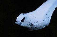 Manta Ray (Manta birostris)