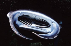 Manta Ray (Manta birostris) Manta Ray (Manta birostris)