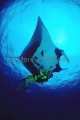 Manta Ray (Manta birostris)