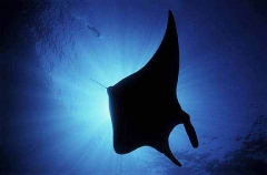 Manta Ray (Manta birostris) Manta Ray (Manta birostris)