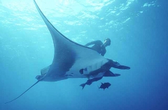 Manta Ray (Manta birostris) Manta Ray (Manta birostris)