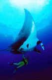 Manta Ray (Manta birostris) Manta Ray (Manta birostris)