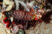 Mantis Shrimp (Odontodactylus scyllarus)