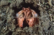 Javelin Mantis Shrimp (Harpiosquilla harpax)