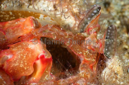 Orange Spearer Mantis Shrimp (Lysiosquillina sp.) Orange Spearer Mantis Shrimp (Lysiosquillina sp.)