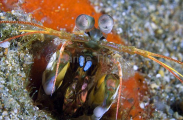 Wide-snout Mantis Shrimp (Odontodactylus latirostris) Wide-snout Mantis Shrimp (Odontodactylus latirostris)