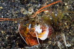 Mantis Shrimp (Odontodactylus scyllarus) Mantis Shrimp (Odontodactylus scyllarus)