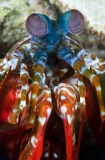 Peacock Mantis Shrimp (Odontodactylus scyllarus) Peacock Mantis Shrimp (Odontodactylus scyllarus)