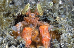 Orange Spearer Mantis Shrimp (Lysiosquillina sp.) Orange Spearer Mantis Shrimp (Lysiosquillina sp.)