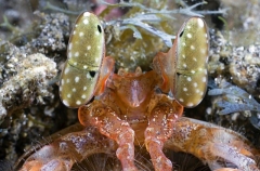 Orange Spearer Mantis Shrimp (Lysiosquillina sp.) Orange Spearer Mantis Shrimp (Lysiosquillina sp.)