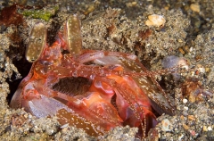 Orange Spearer Mantis Shrimp (Lysiosquillina sp.) Orange Spearer Mantis Shrimp (Lysiosquillina sp.)
