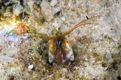 Three-spined Mantis Shrimp (Haptosquilla trispinosa) Three-spined Mantis Shrimp (Haptosquilla trispinosa)