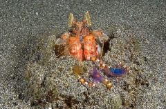Lisa's Mantis Shrimp (Lysiosquillina lisa)