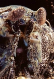 Mantis Shrimp (Lysiosqulla sp.) Mantis Shrimp (Lysiosqulla sp.)