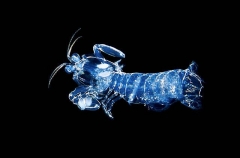 Mantis Shrimp (Stomatopoda sp.) Mantis Shrimp (Stomatopoda sp.)