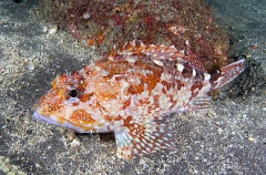 Marbled Scorpionfish (Sebastiscus marmoratus) Marbled Scorpionfish (Sebastiscus marmoratus)