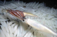Market Squid (Loligo opalescens) Market Squid (Loligo opalescens)