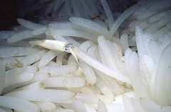 Market Squid (Loligo opalescens)