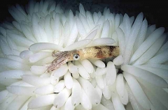 Market Squid (Loligo opalescens)