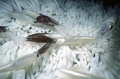 Market Squid (Loligo opalescens)