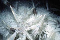 Market Squid (Loligo opalescens)