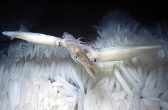 Market Squid (Loligo opalescens)