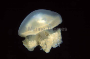 Mastigias Jellyfish (Mastigias papua) Mastigias Jellyfish (Mastigias papua)