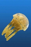 Jellyfish or Sea Jelly. Jellyfish or Sea Jelly.