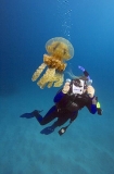 Scuba diver with video camera recording Mastigias Jellyfish (Mastigias papua) Scuba diver with video camera recording Mastigias Jellyfish (Mastigias papua)