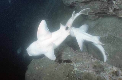 Port Jackson Sharks (Heterodontus portusjacksoni) Port Jackson Sharks (Heterodontus portusjacksoni)