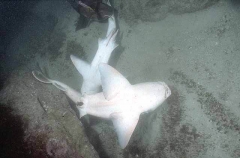 Port Jackson Sharks (Heterodontus portusjacksoni) Port Jackson Sharks (Heterodontus portusjacksoni)