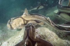 Port Jackson Sharks (Heterodontus portusjacksoni) Port Jackson Sharks (Heterodontus portusjacksoni)