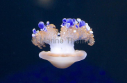 Mediterranean Sea Jelly (Cotylorhiza tuberculata) Mediterranean Sea Jelly (Cotylorhiza tuberculata)