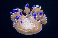 Mediterranean Sea Jelly (Cotylorhiza tuberculata) Mediterranean Sea Jelly (Cotylorhiza tuberculata)