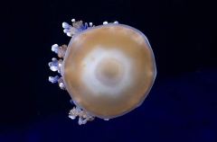 Mediterranean Sea Jelly (Cotylorhiza tuberculata) Mediterranean Sea Jelly (Cotylorhiza tuberculata)