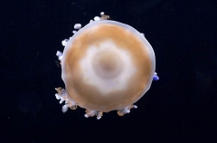 Mediterranean Sea Jelly (Cotylorhiza tuberculata) Mediterranean Sea Jelly (Cotylorhiza tuberculata)