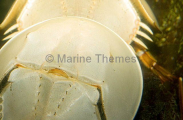 Horseshoe Crab (Limulus polyphemus) Horseshoe Crab (Limulus polyphemus)