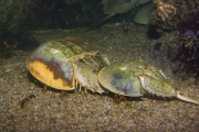 Horseshoe Crab (Limulus polyphemus)