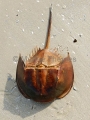 Japanese Horseshoe Crab (Tachypleus gigas) Japanese Horseshoe Crab (Tachypleus gigas)